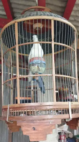 Burung perkutut putih lurik gacor