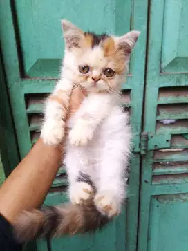 Kucing kitten betina