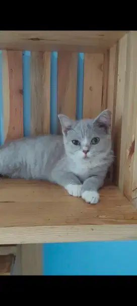 British Shorthair Female Bicolor Lilac Ped WCF