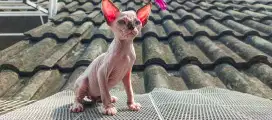 Kucing Sphynx betina