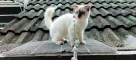 Kucing scotifold (levkoy brush)