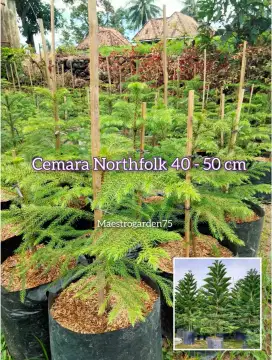 Cemara Northfolk 50 cm