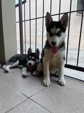 shiberian husky blue eyes