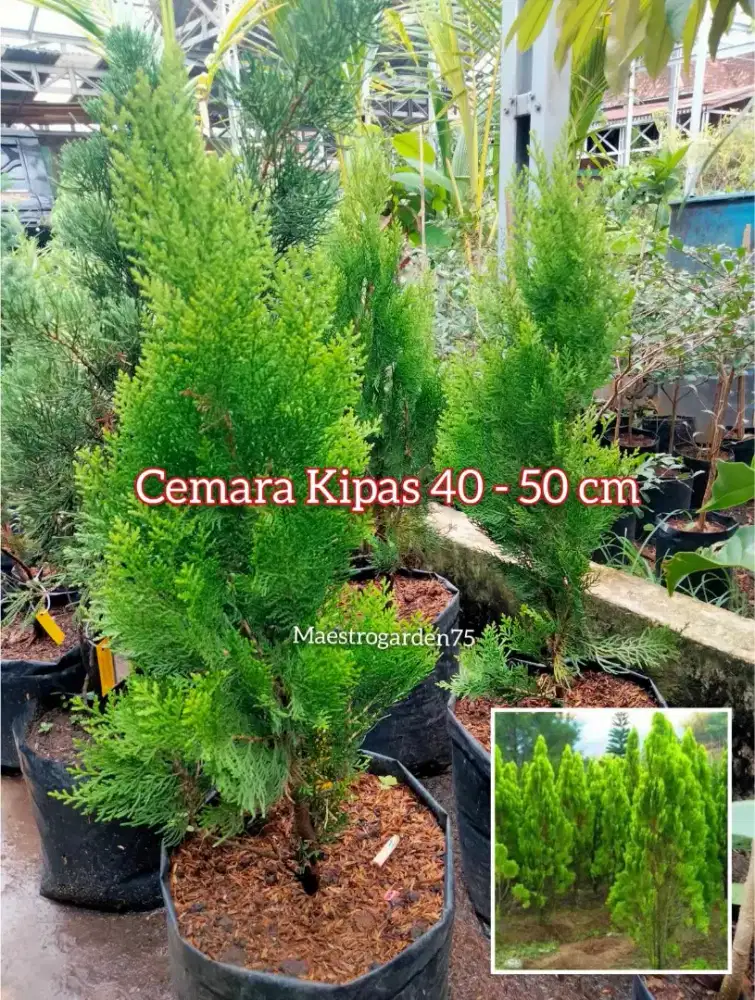 Cemara Kipas 50 cm