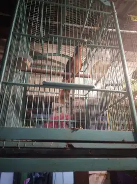 Burung tekukur hutan burja murah