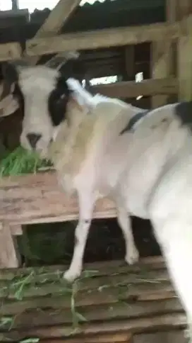 Sedia domba aqiqah dan qurban