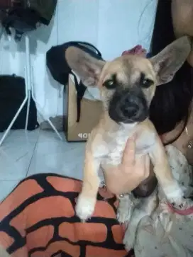 Anak anjing umur 3 bulan