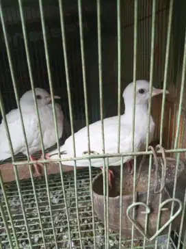 Burung puter putih sepasang