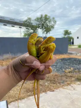 Iguana Albino Baby,Juve, & Dewasa