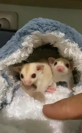 Sugar glider creamino joey mata ruby