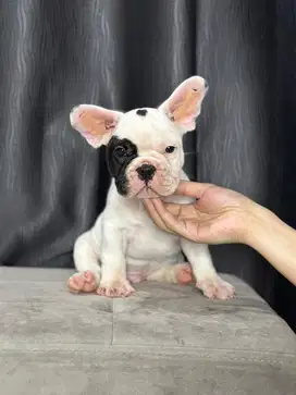 Ready frenchie /french bulldog jantan anak import hungaria