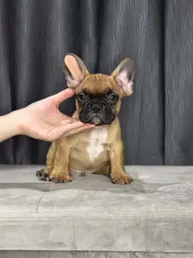 Frenchie /french bulldog jantan anak import hungaria