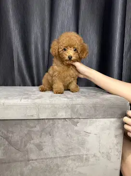 Ready red toy poodle betina kaki cebol lucu