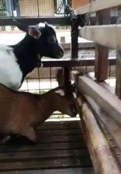 sepasang kambing mini 4 bulanan nigerian dwarf f1 pendek hiasan manteb