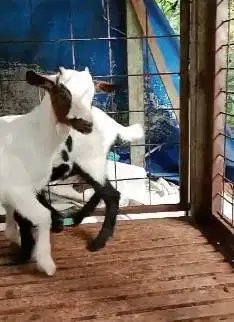 sepasang kambing hias mini 4 bulanan nigerian dwarf siap ternak piara