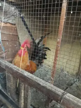 Dijual Ayam kate Jantan Sehat,makan lahap