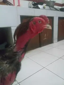 AYAM JAGO BANGKOK SI TOLE