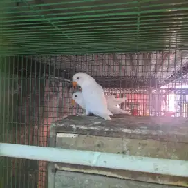 Sepasang albino mata merah.