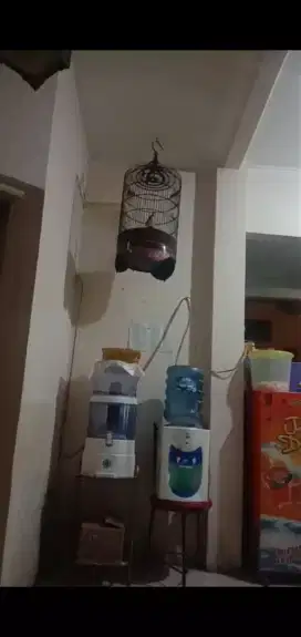 Jual branjangan  fs.fostur gede volum dah kenceng ktistal lg  bukyap