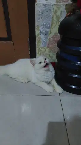 Lepas adop kiten ragdool