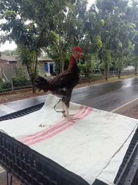 Ayam kampung asli