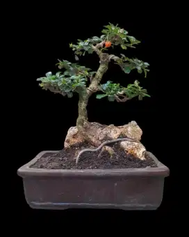 Bonsai Hokianti