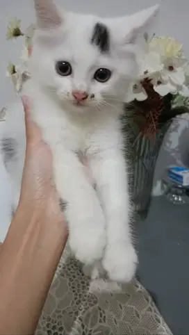 Anak kucing ras jogja