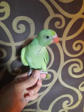 Baby Indian Ringneck Green split albino mm