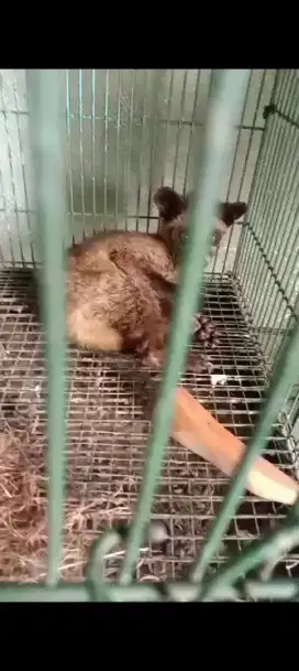 Musang anakan umur 3 bulanan