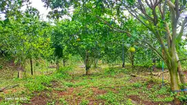 Dijual Murah Kebun Jeruk di Gading Kulon Dau Malang