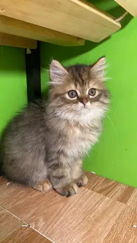 British longhair golden female