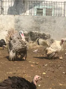 Ayam Kalkun Berbagai Ukuran