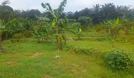 Dijual murah lahan kebon duren diparungpanjang cigudeq  70ribu/m2