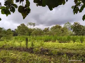 Tanah Super Istimewa Dijual Karang mohon Gunungkidul Jogja.MURAH BU