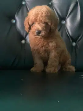 Red Toy poodle dan apricot