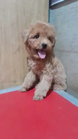 Puppy Toy Poodle