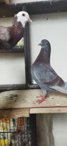 Burung dara merpati sepasang