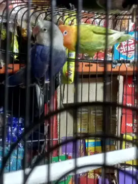 Burung Lovebird sepasang 350