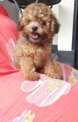 Toy Poodle Jantan 2,5 bulan