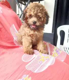 Anjing Toy Poodle Jantan 2,5 bulan