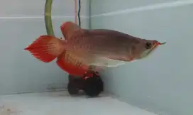 Arowana super red short body 23 cm