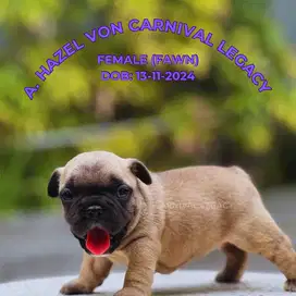 JUAL ANAKAN FRENCH BULLDOG (FRENCHIE) JANTAN & BETINA HIGH QUALITY