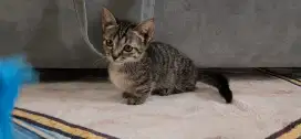 Munchkin Kitten