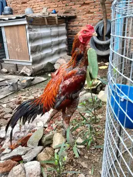 Jual ayam magon +- 10 bulan