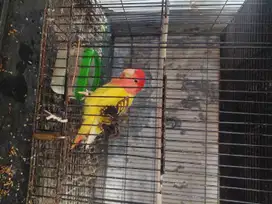 lovebird nonklep lutino opaline