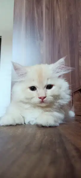 Kucing Munchkin Minuet Longhair