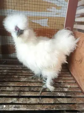 Ayam Hias American Silkie