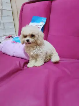 Toy Poodle jantan STB