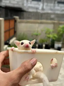 Sugar Glider Creamino (Cream x Ruby Leu)