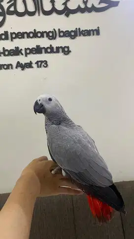 Burung African Grey Parrot - Afgrey